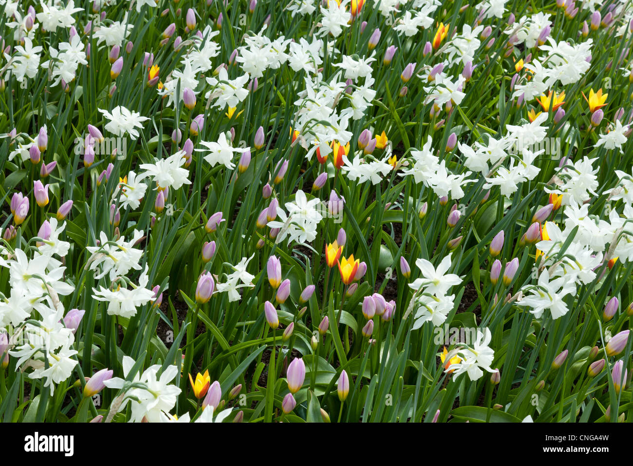 Huerto con tulipanes y narcisos saxatilis 'Thalia' (Tulipa saxatilis , Narciso 'Thalia') Foto de stock