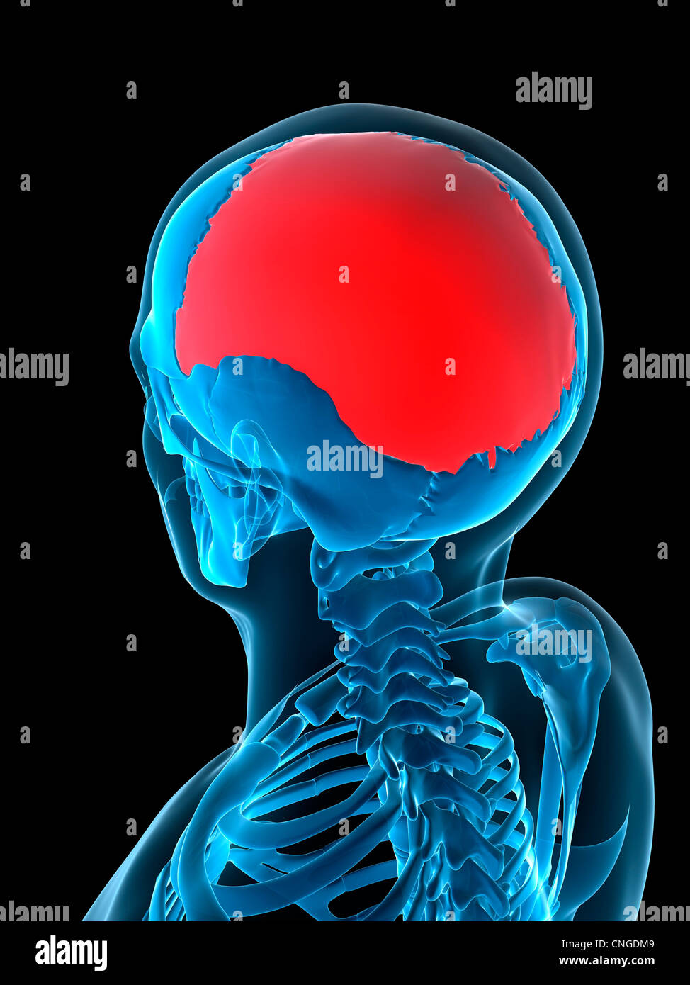 Hueso Parietal Fotografías E Imágenes De Alta Resolución Alamy 3632