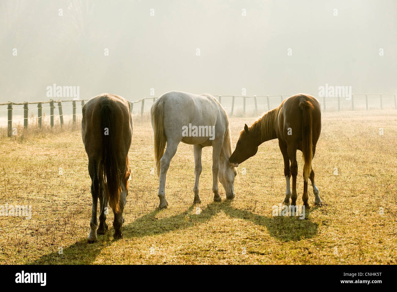 colt, caballo, granja, mamífero, animal, naturaleza, yegua, foal, semental, marrón, velocidad, pastos, hermoso, carrera, ecuestre, rápido, equino, gallop, correr, joven, Foto de stock