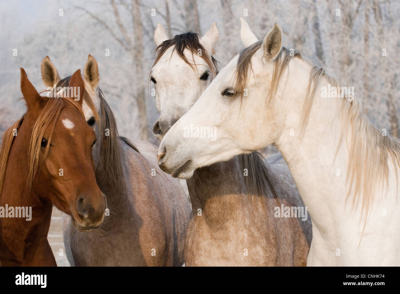 colt, caballo, granja, mamífero, animal, naturaleza, yegua, foal, semental, marrón, velocidad, pastos, hermoso, carrera, ecuestre, rápido, equino, gallop, correr, joven, Foto de stock