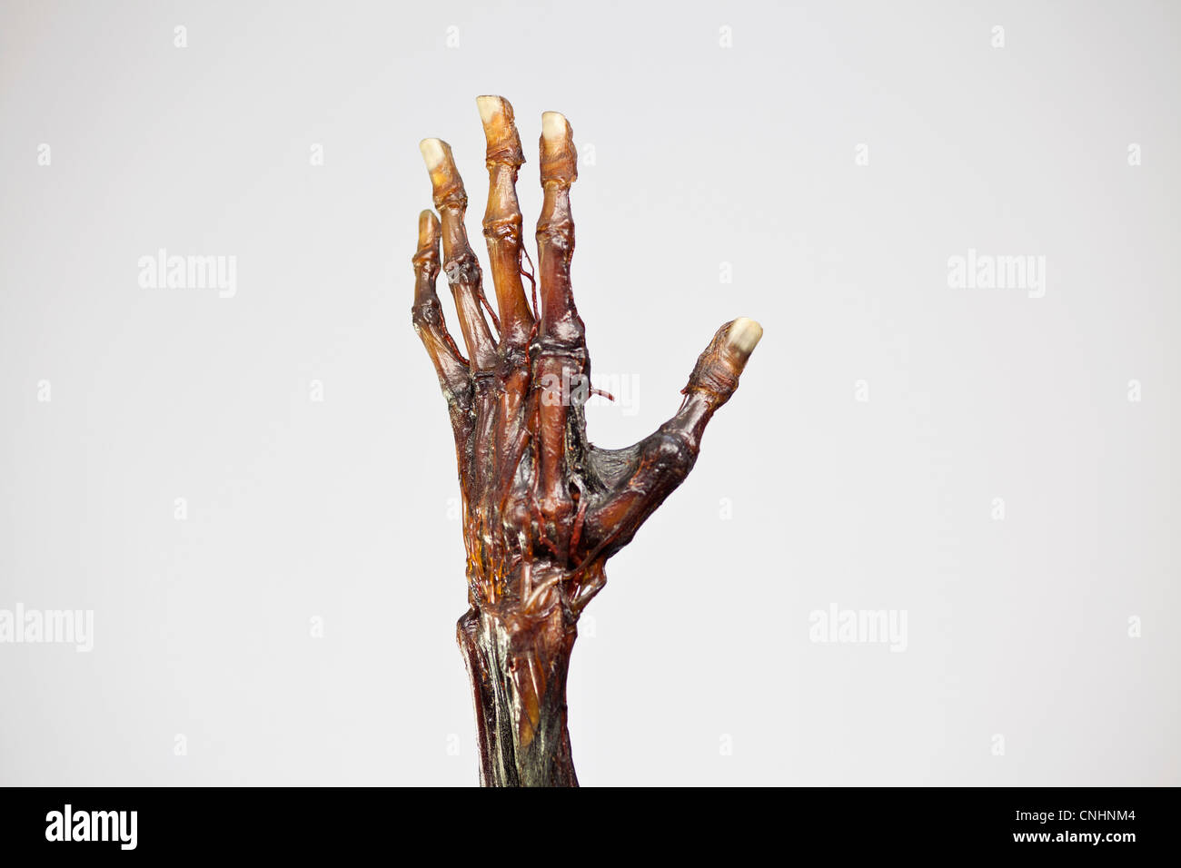 Un modelo anatómico de una mano humana momificado Foto de stock