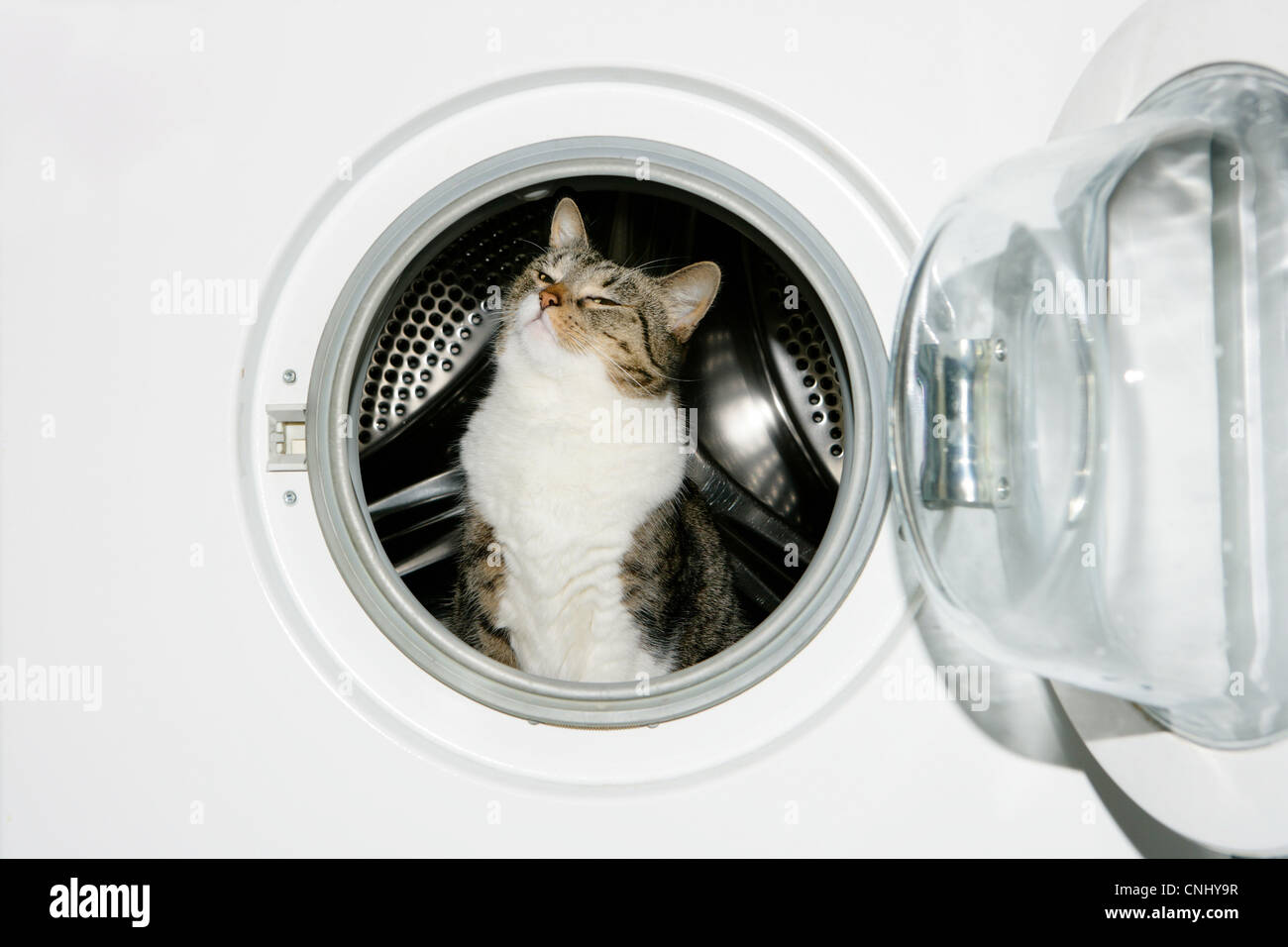 Gato en una lavadora Fotografía de stock - Alamy