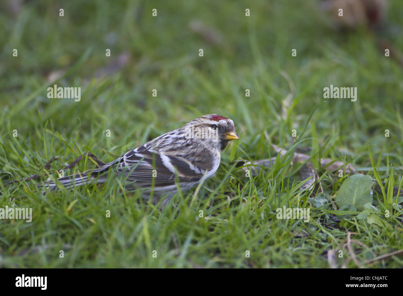 Arctic Redpoll (Carduelis hornemanni) hembra adulta / primer Plumaje de invierno, alimentándose de tierra, Norfolk, Inglaterra, enero Foto de stock