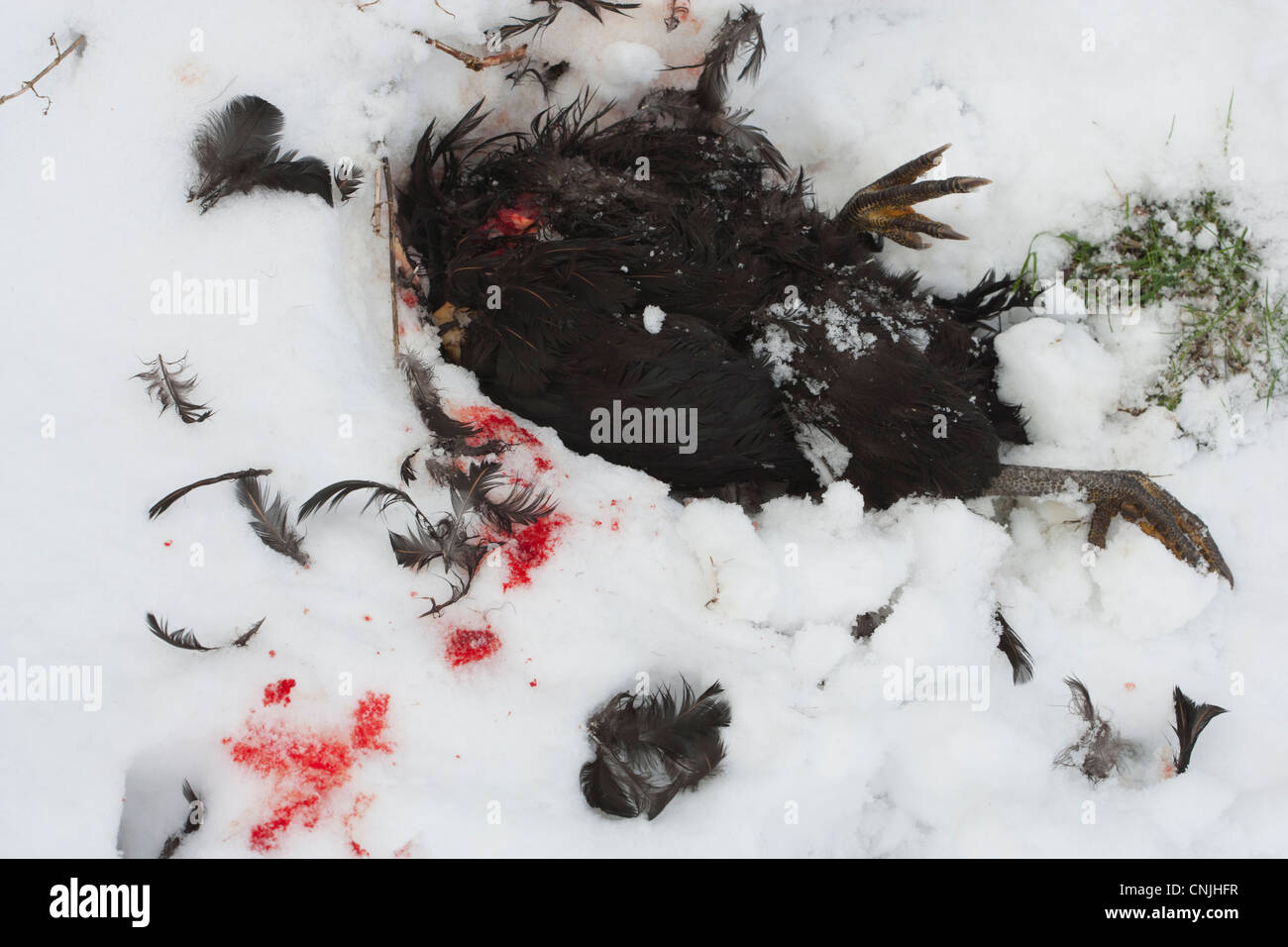 Pollo muerto en la nieve después de ser atacado por un zorro Foto de stock