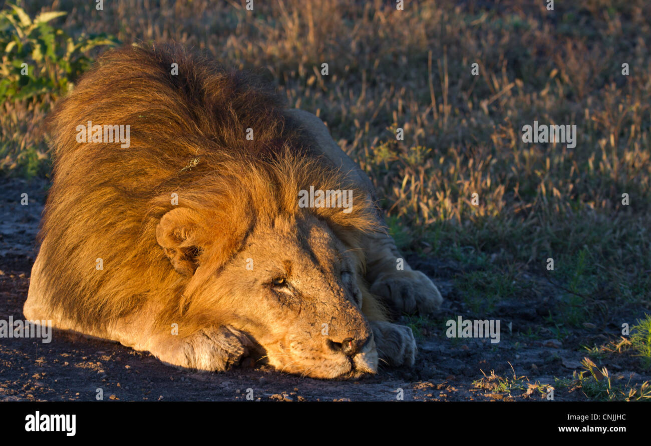 Sleepy Lion macho en el Africano arbusto Foto de stock