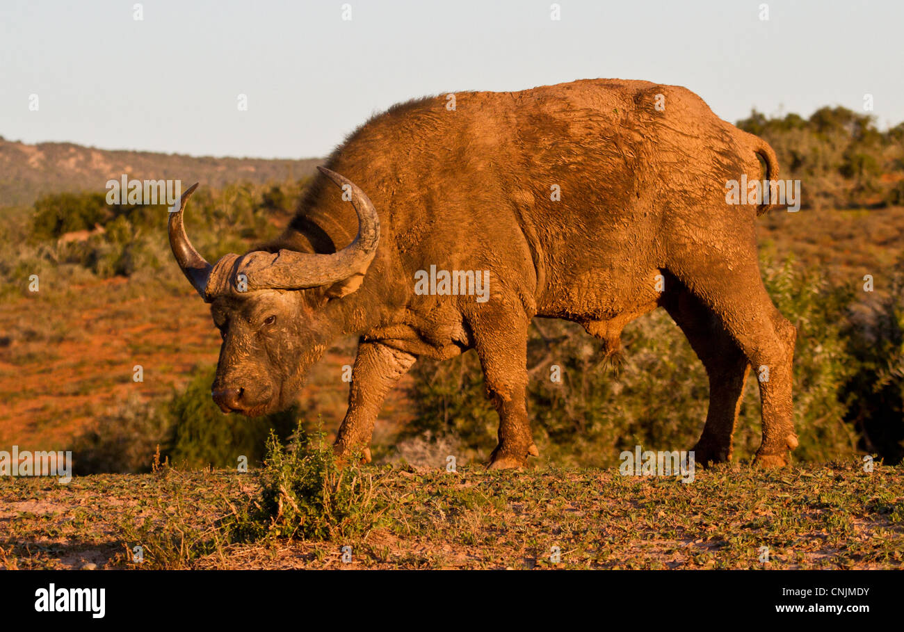 Gran Cape Buffalo toro de luz dorada en el Parque Nacional de Elefantes Addo, Sudáfrica Foto de stock