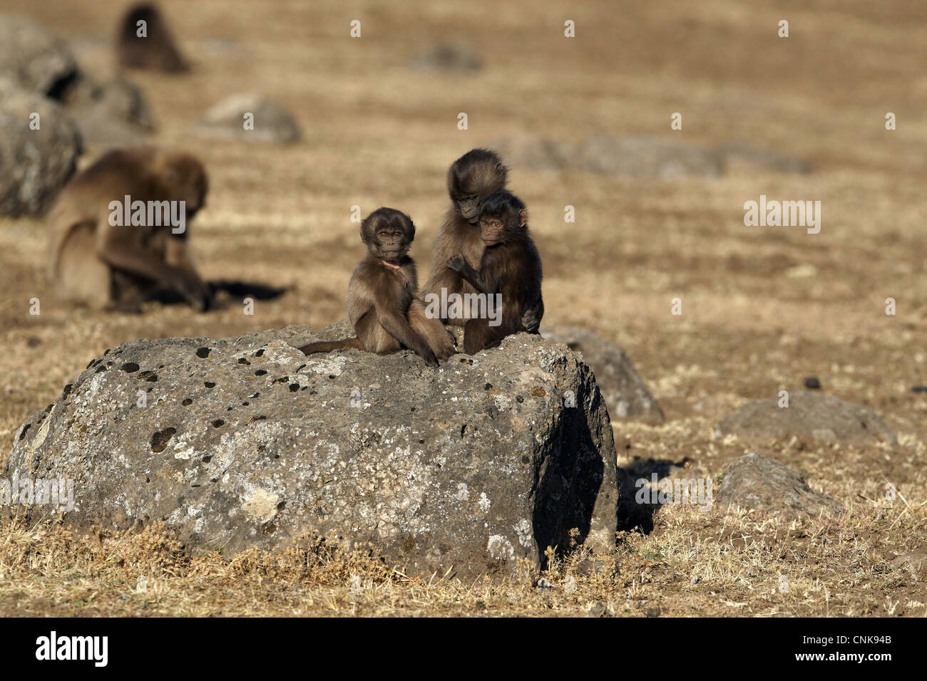 Tres monos jovenes imágenes alta resolución Alamy