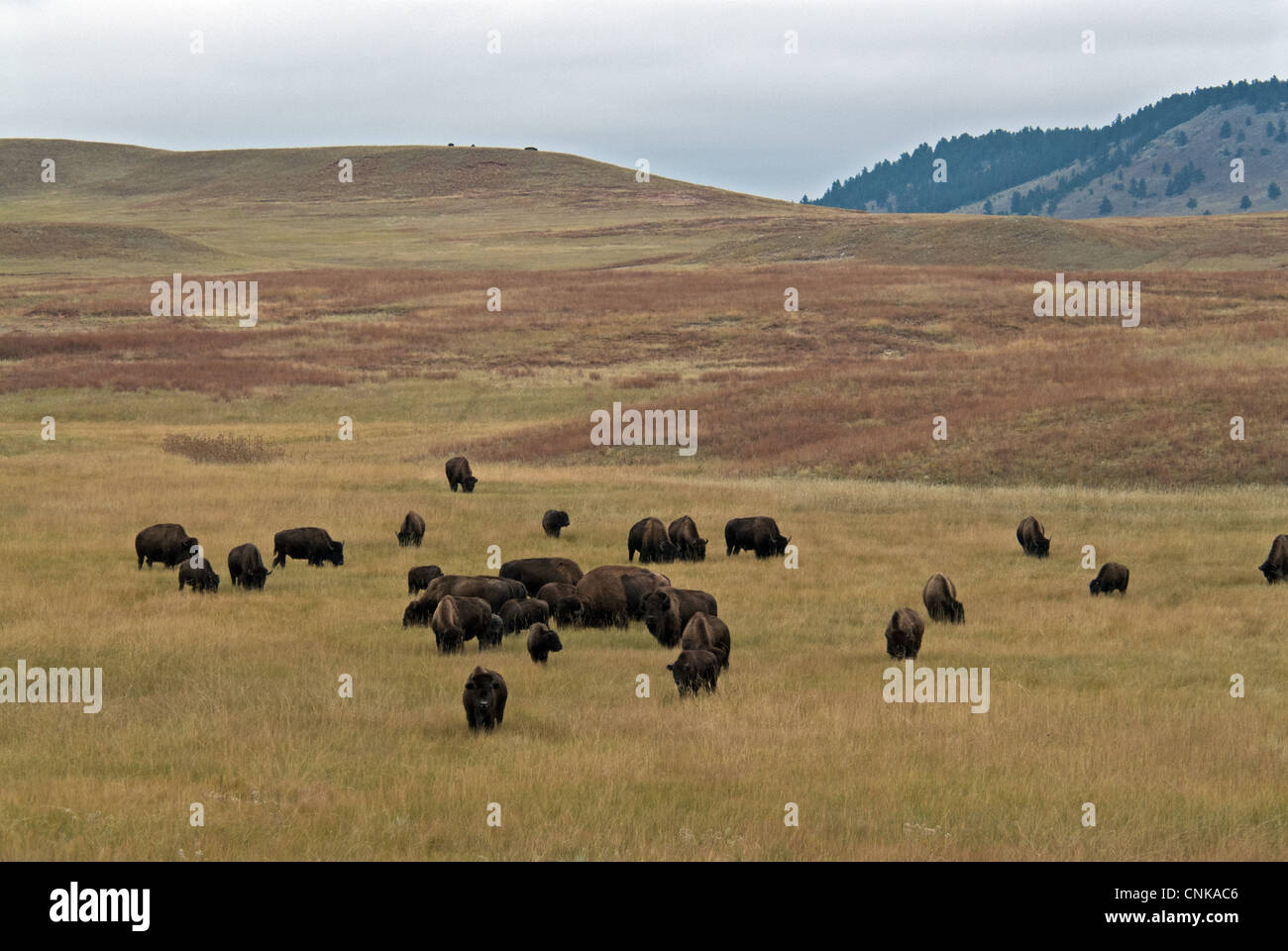 North American Bison Bison bison rebaño pastaba en las praderas montañosas hábitat Wind Cave N.P Black Hills en Dakota del Sur EE.UU. Septiembre Foto de stock