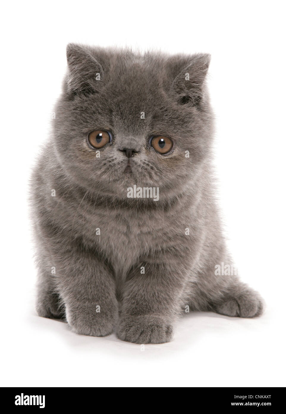 Gato doméstico, Exotic Shorthair, azul gatito, sentado Foto de stock