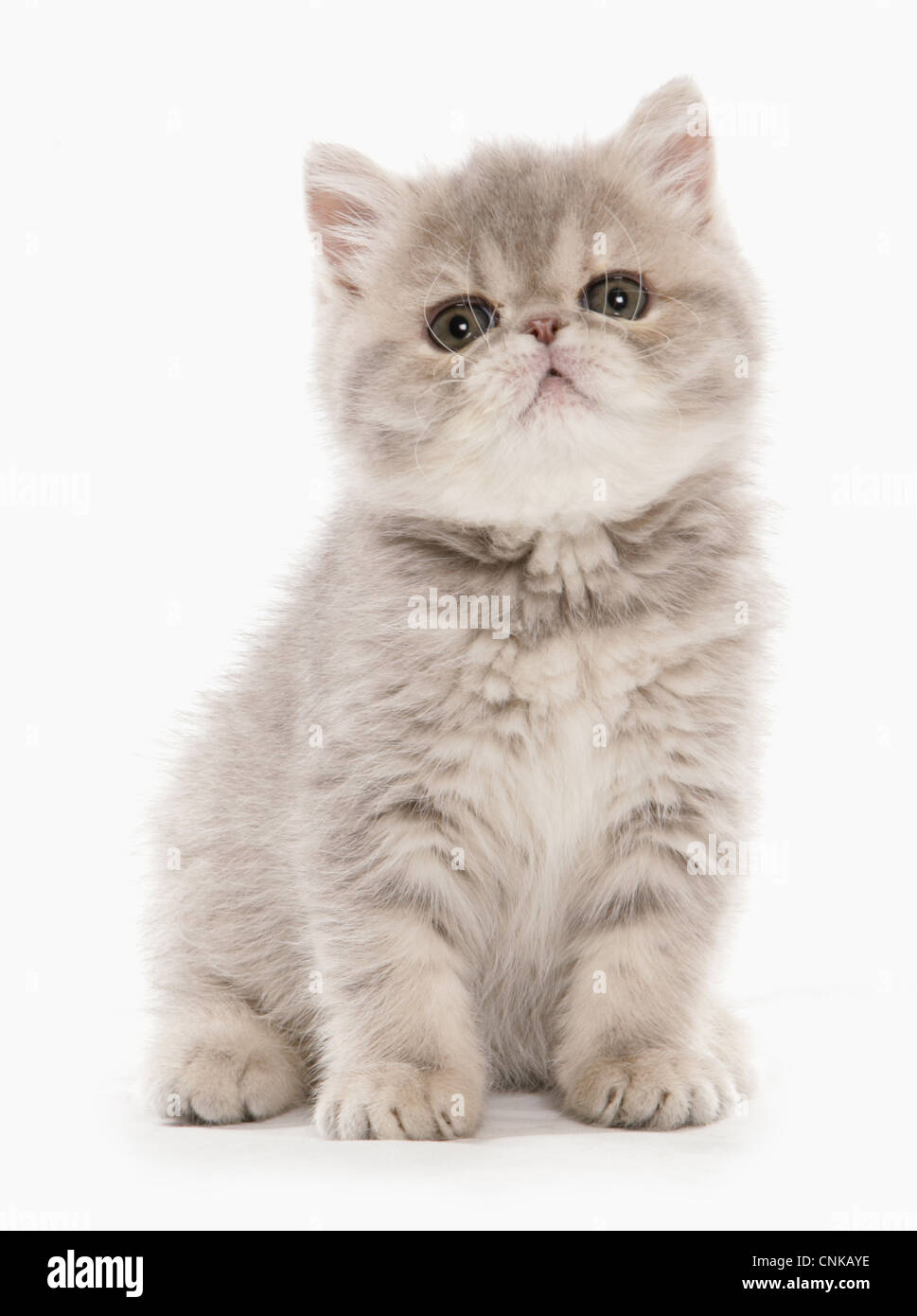 Gato doméstico, Exotic Shorthair, gatito, sentado Foto de stock