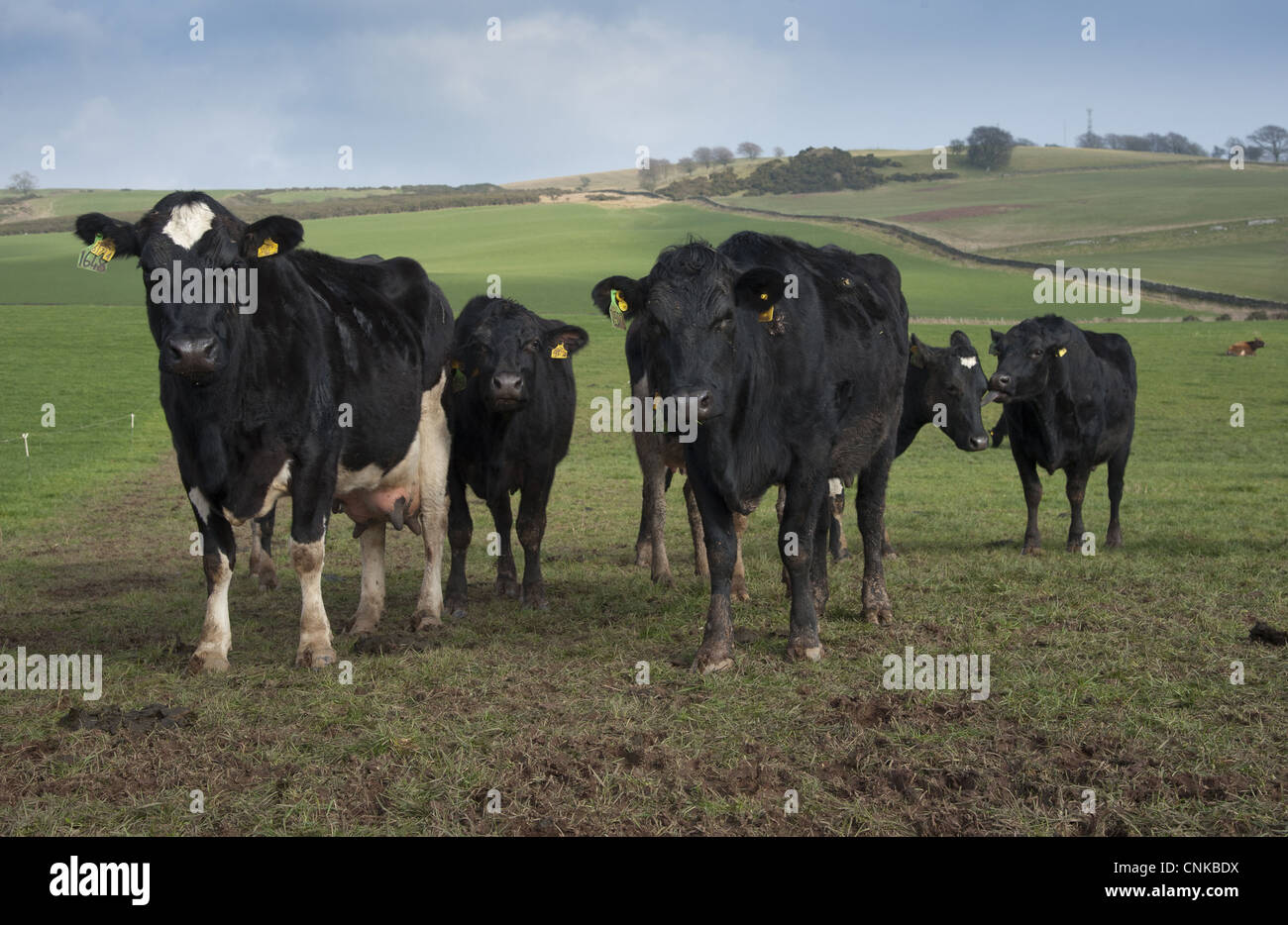El ganado doméstico Jersey Negro Blanco Cruz vacas lecheras manada de Gaza pasto salmón sistema neozelandés Dumfries Escocia marzo Foto de stock