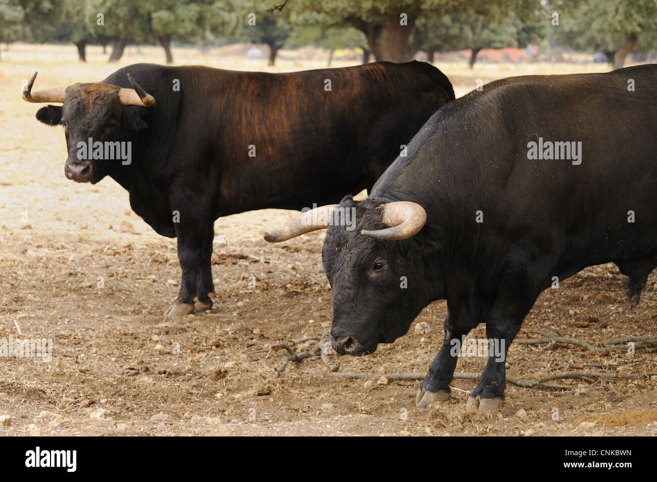 El ganado doméstico, Español Toro Bravo, dos toros, de pie en la dehesa