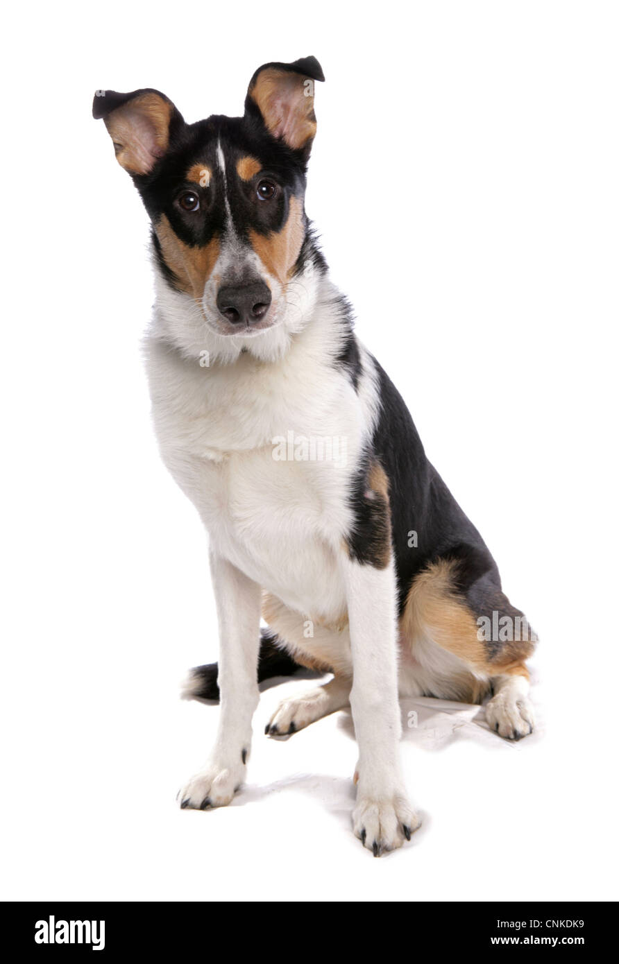 Perro doméstico, Smooth Collie, adulto, sentado Foto de stock