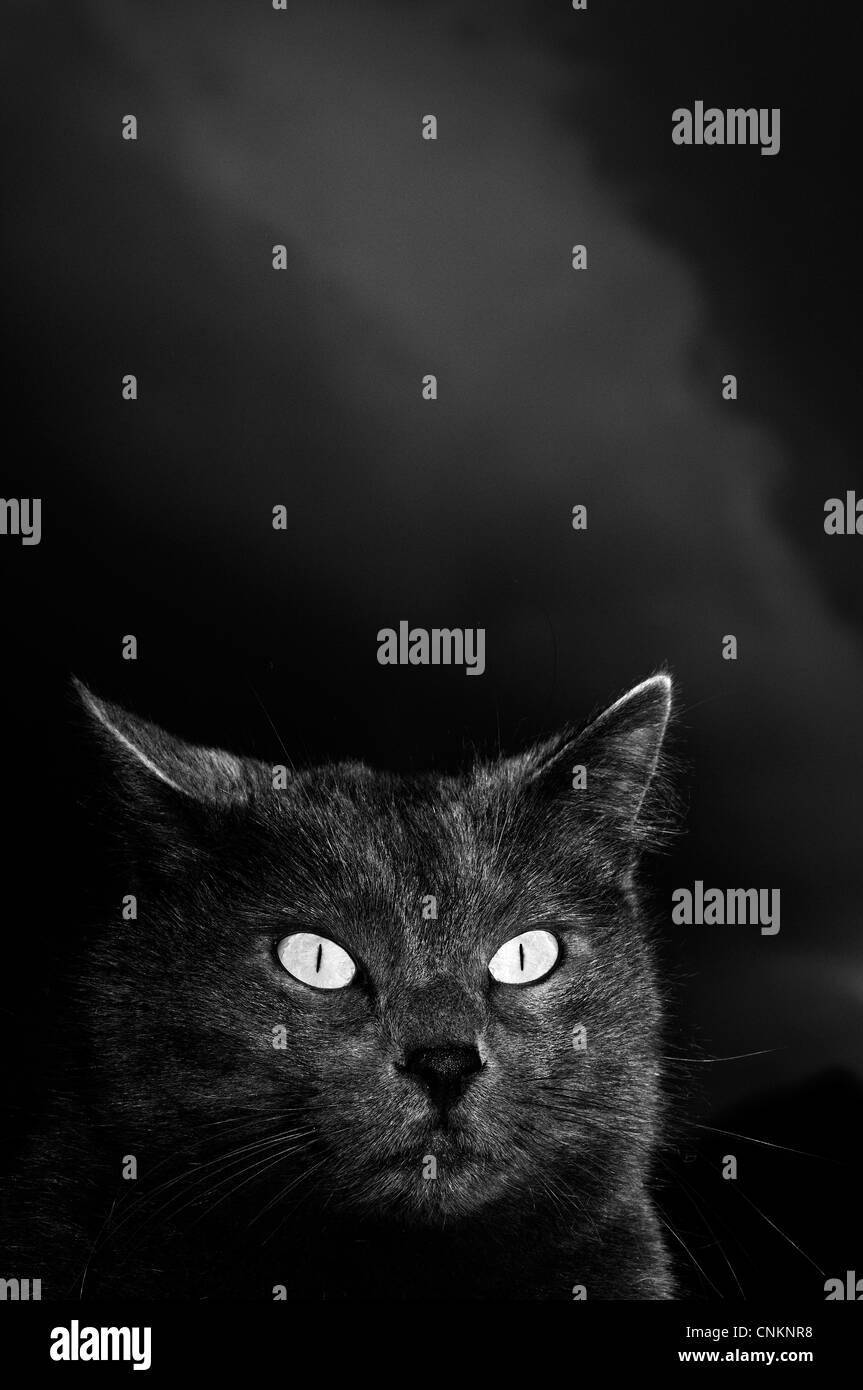 Gato negro bajo el cielo nocturno Foto de stock