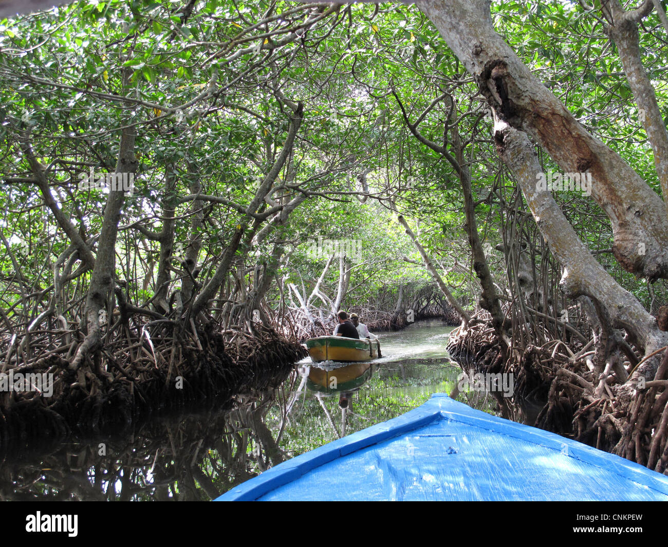 Túnel de manglares en Jonesville, Roatán, Honduras Fotografía de stock ...