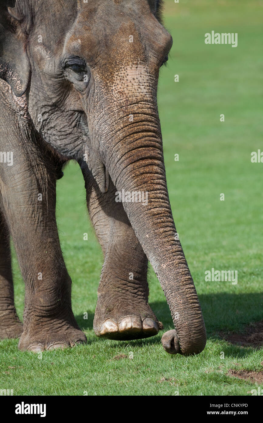 Elefante indio (Elephas maximus). Utilizando la punta del tronco para  investigar la hierba antes de recoger una muestra y transferir a boca  Fotografía de stock - Alamy