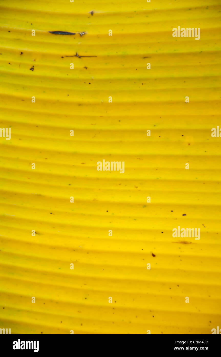 Textura del fondo de la hoja de banano amarillo Foto de stock