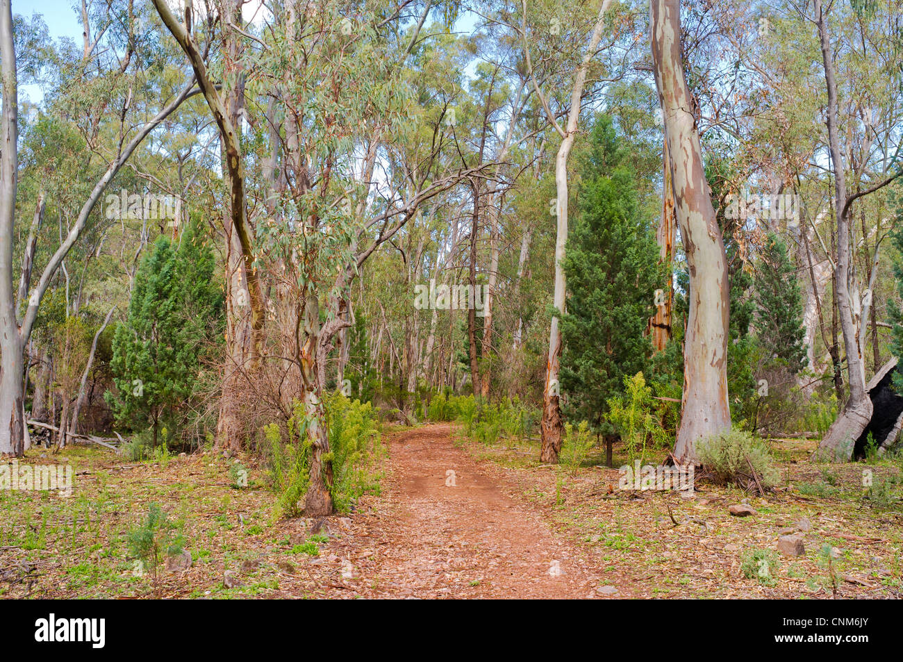 Pista irregular a través del bosque a Mambray Creek en Monte notable en el sur del parque nacional de Flinders Ranges, en el sur de Australia Foto de stock