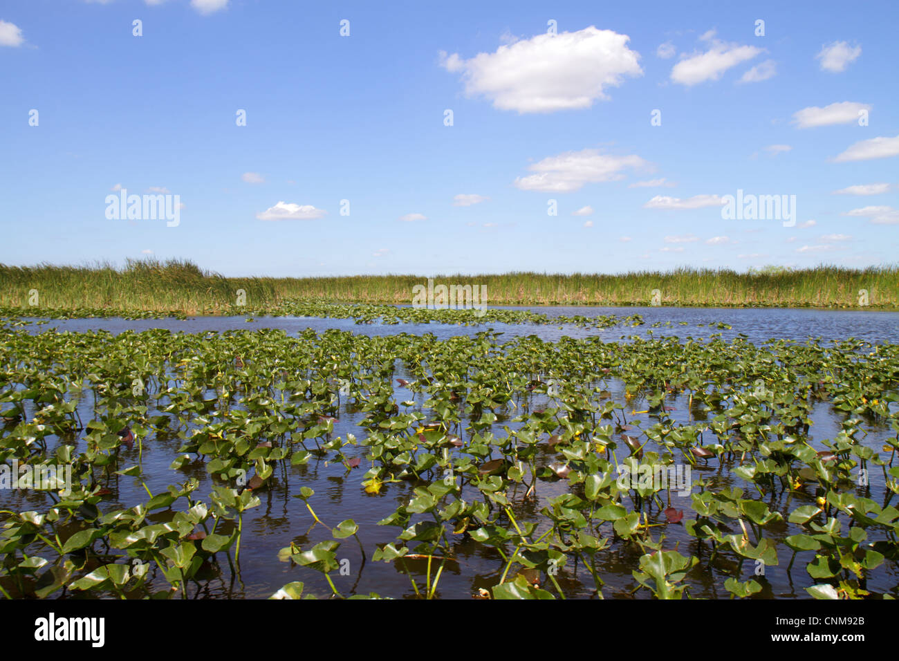 Fort Ft. Lauderdale Florida, Everglades Wildlife Management Area, Water Conservation Area 3A, Holiday Park, sawgrass, Cladium jamaicense, Nuphar advena, spat Foto de stock
