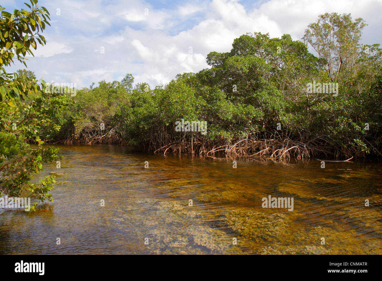 Miami Florida, Coral Gables, Fairchild Tropical Gardens, agua, manglares, FL120311474 Foto de stock