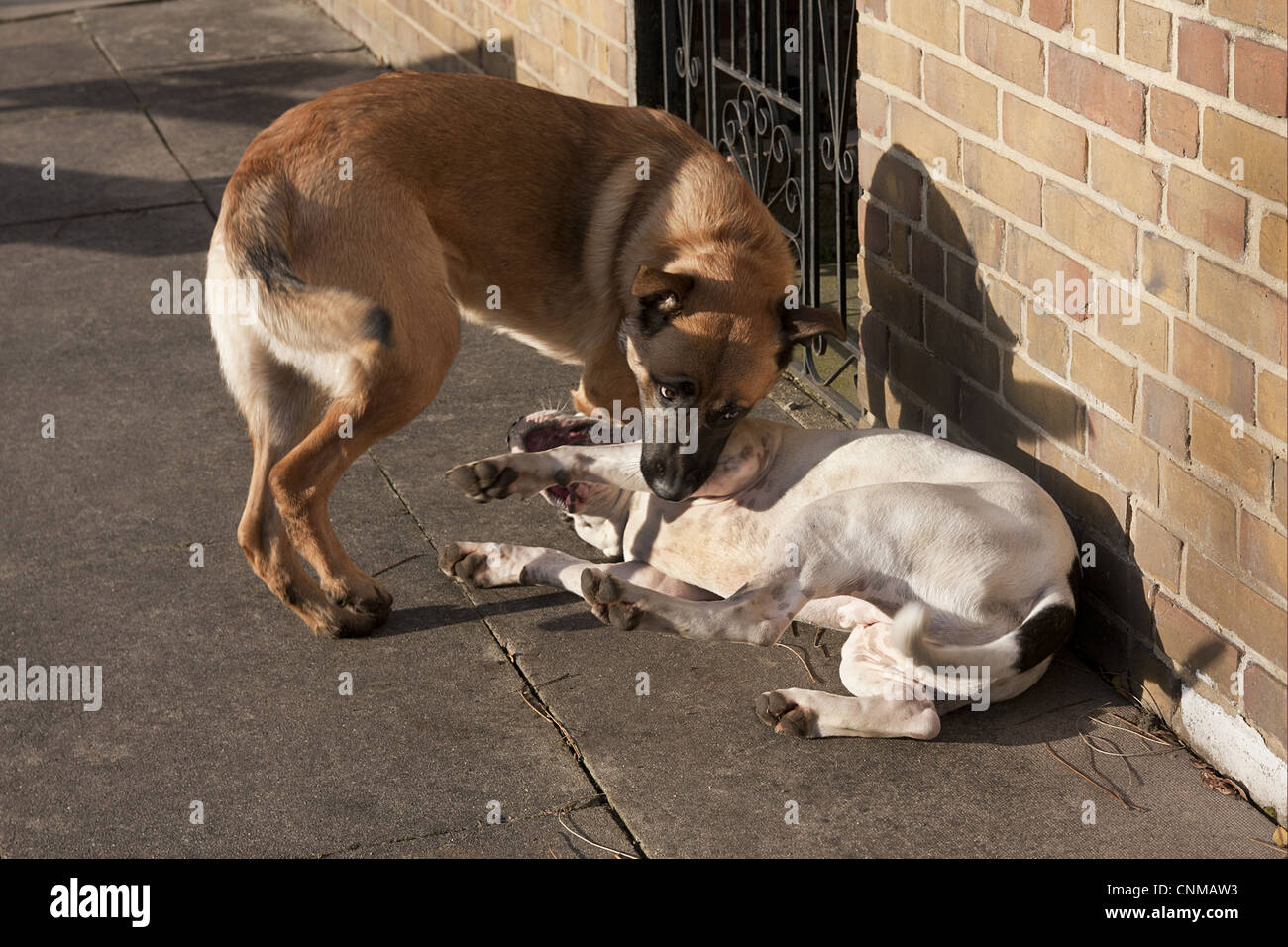 Pastor inglés: Carácter y Actitud - Fotos de Razas de Perros - dogbible