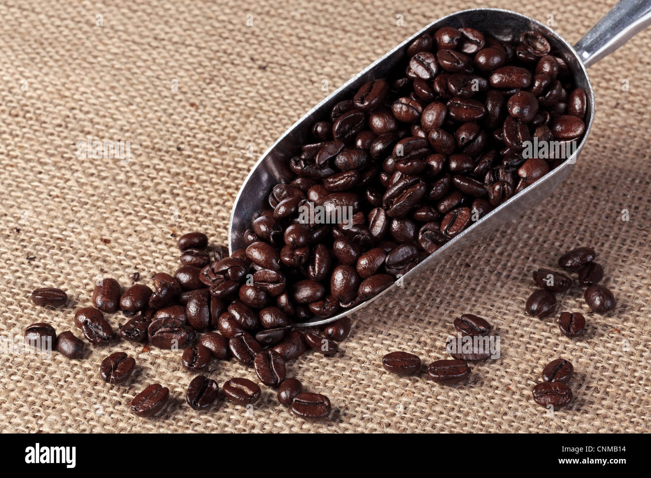 Foto de tostado fresco granos de café arábica y robusta en una cuchara de metal en un fondo de saco hesian. Foto de stock