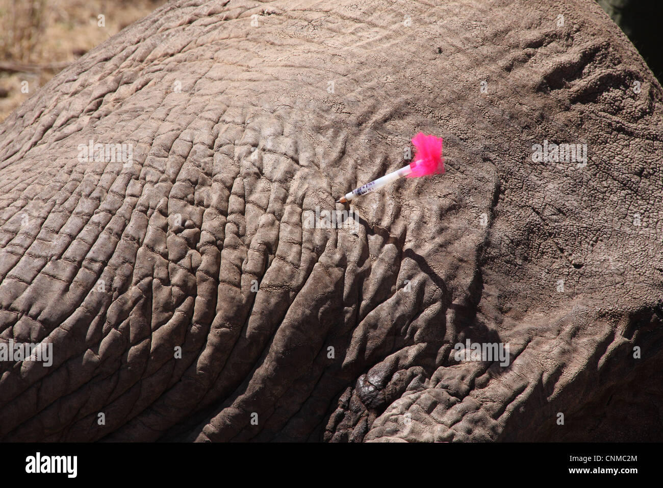 Elefante Africano Loxodonta africana adulto tranquilised tranquilizante dart con heridas de bala en la piel tratada por vet Buffalo Foto de stock