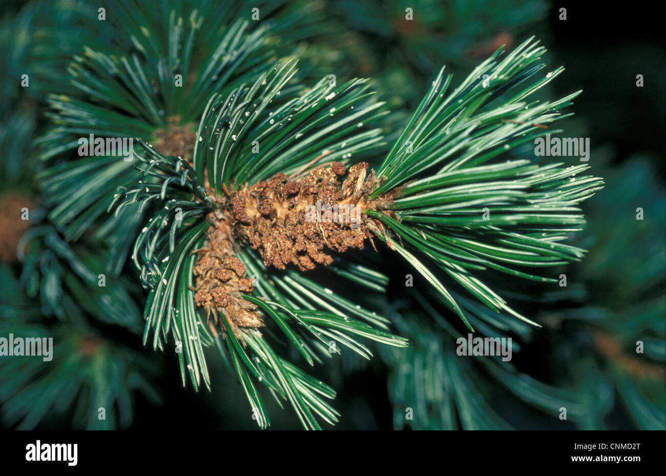 Cono de cerda de pino (Pinus aristata) Cerrar Foto de stock
