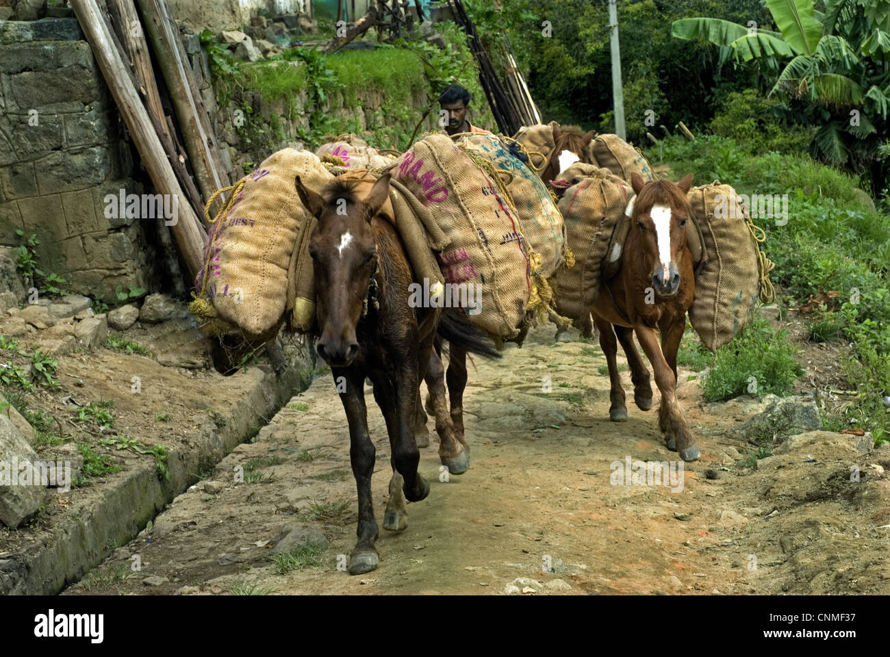 Los caballos cargados con sacos, llevando el cultivo cosechado, Vattavada, Western Ghats, Kerala, India Foto de stock