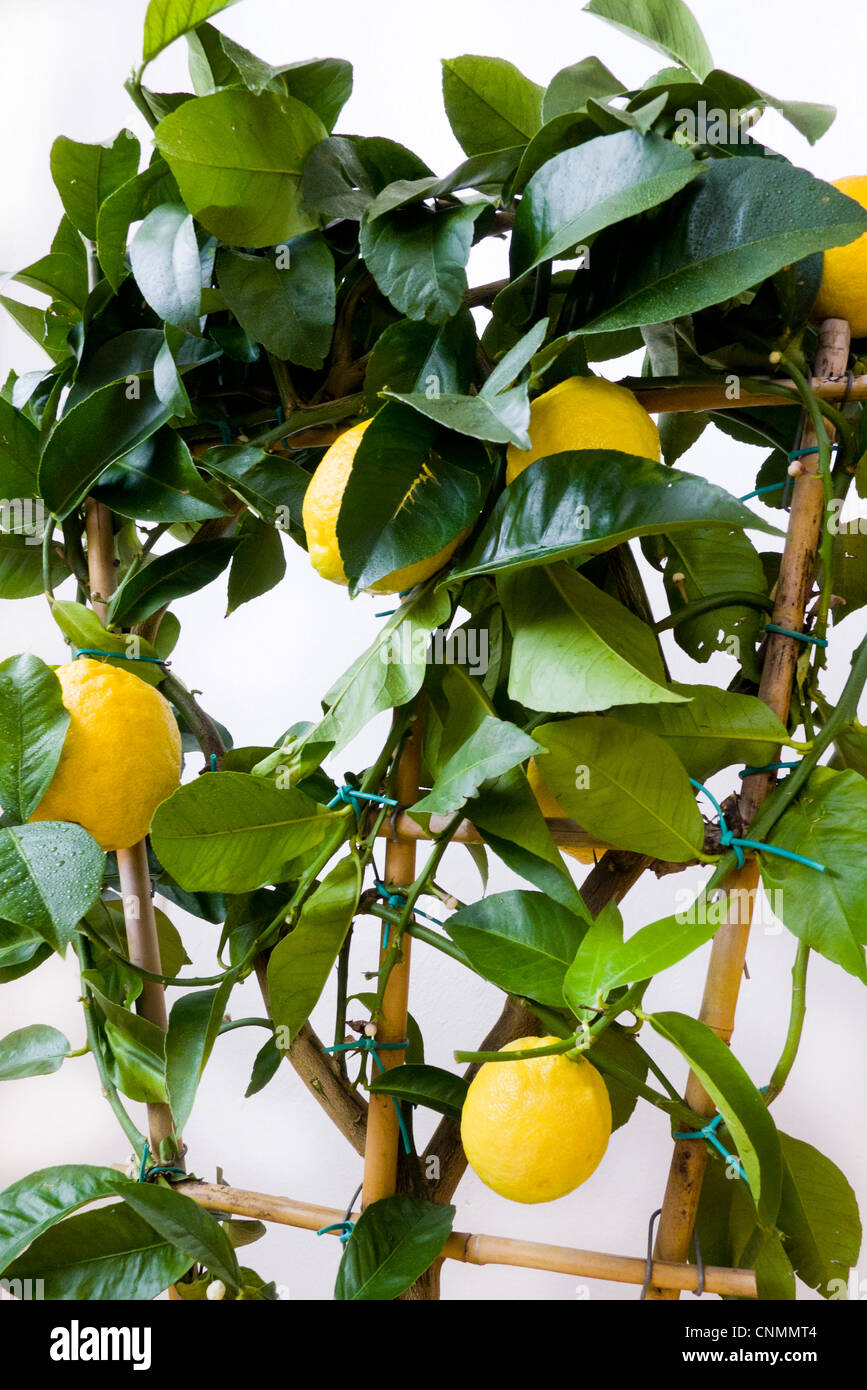 Enano interior creciente planta de limón Foto de stock