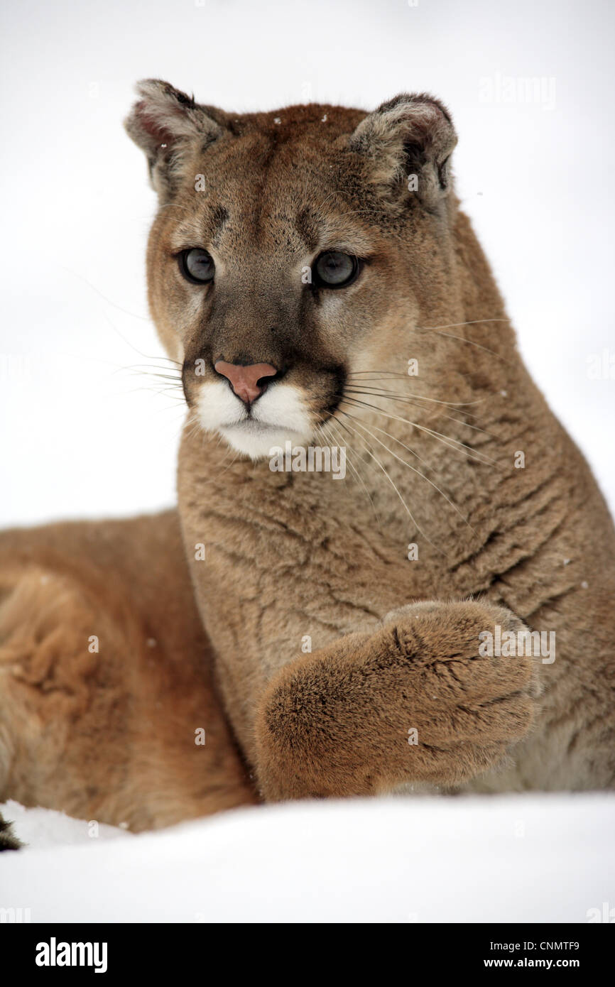 Puma (Felis concolor) adulto, cerca de la cabeza y la pata delantera,  descansando en la nieve, Montana, EE.UU., el invierno (cautivo Fotografía de  stock - Alamy