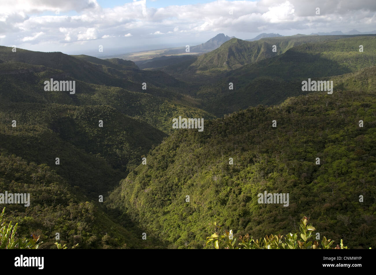 Vista de la ladera boscosa hábitat, Black River Gorges N.P., distrito de Black River, al oeste Mauricio Foto de stock