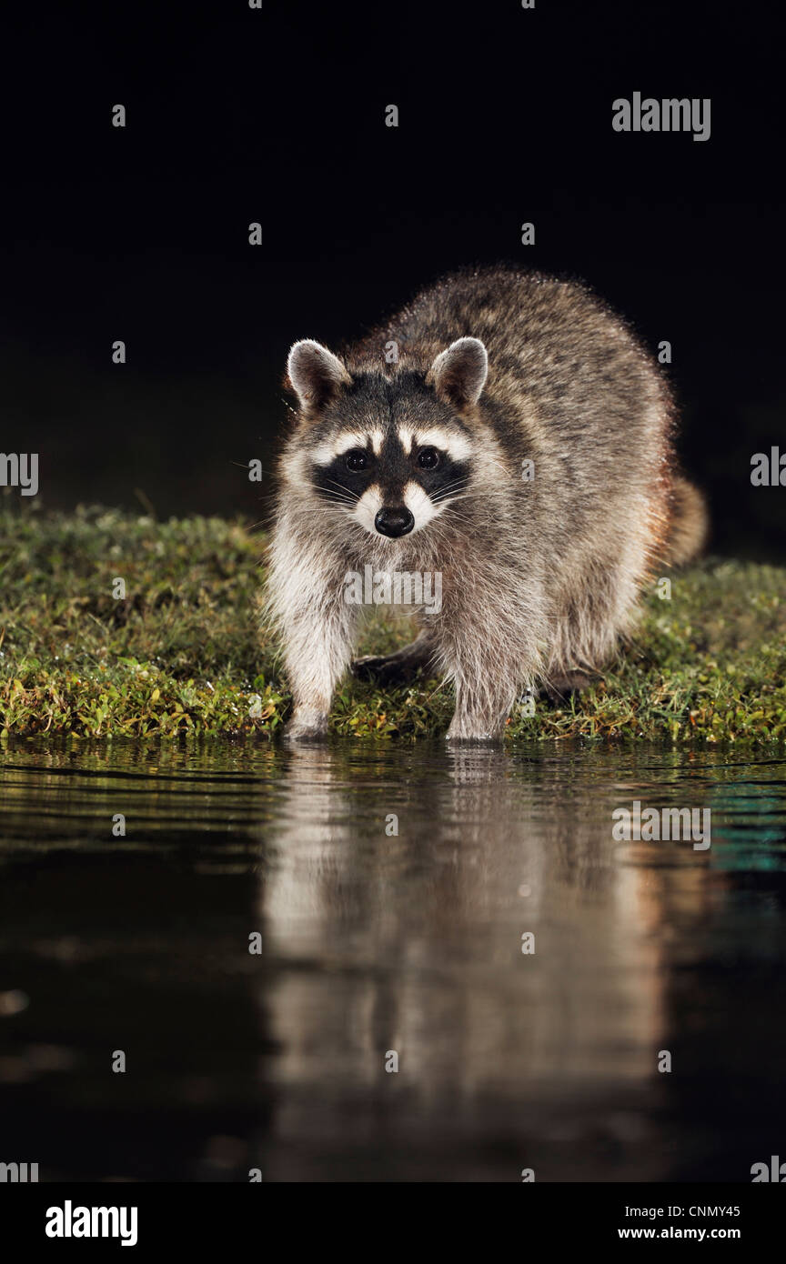 Norte de mapache (Procyon lotor), de adultos por la noche en el estanque, Dinero, el lago de Corpus Christi, el sur de Texas, EE.UU. Foto de stock