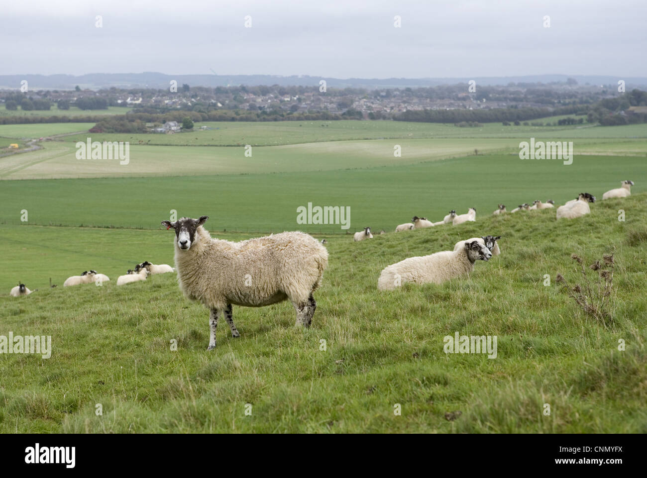 Ovejas domésticas, Beulah cara moteado, rebaño de ovejas en la ladera pastos, Dorset, Inglaterra, octubre Foto de stock