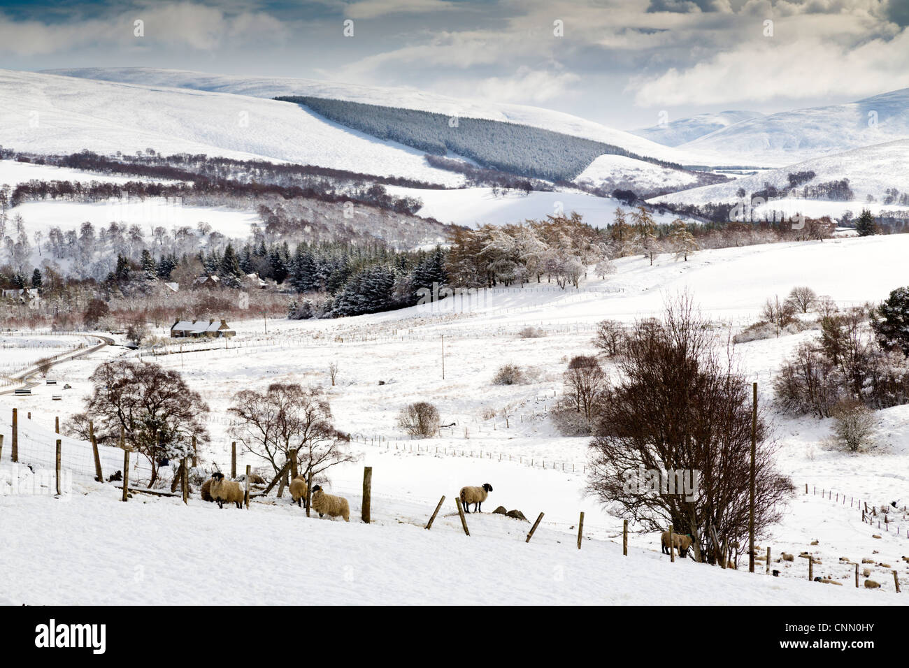 Glenlivet Estate; Cairngorms; Escocia; UK Foto de stock