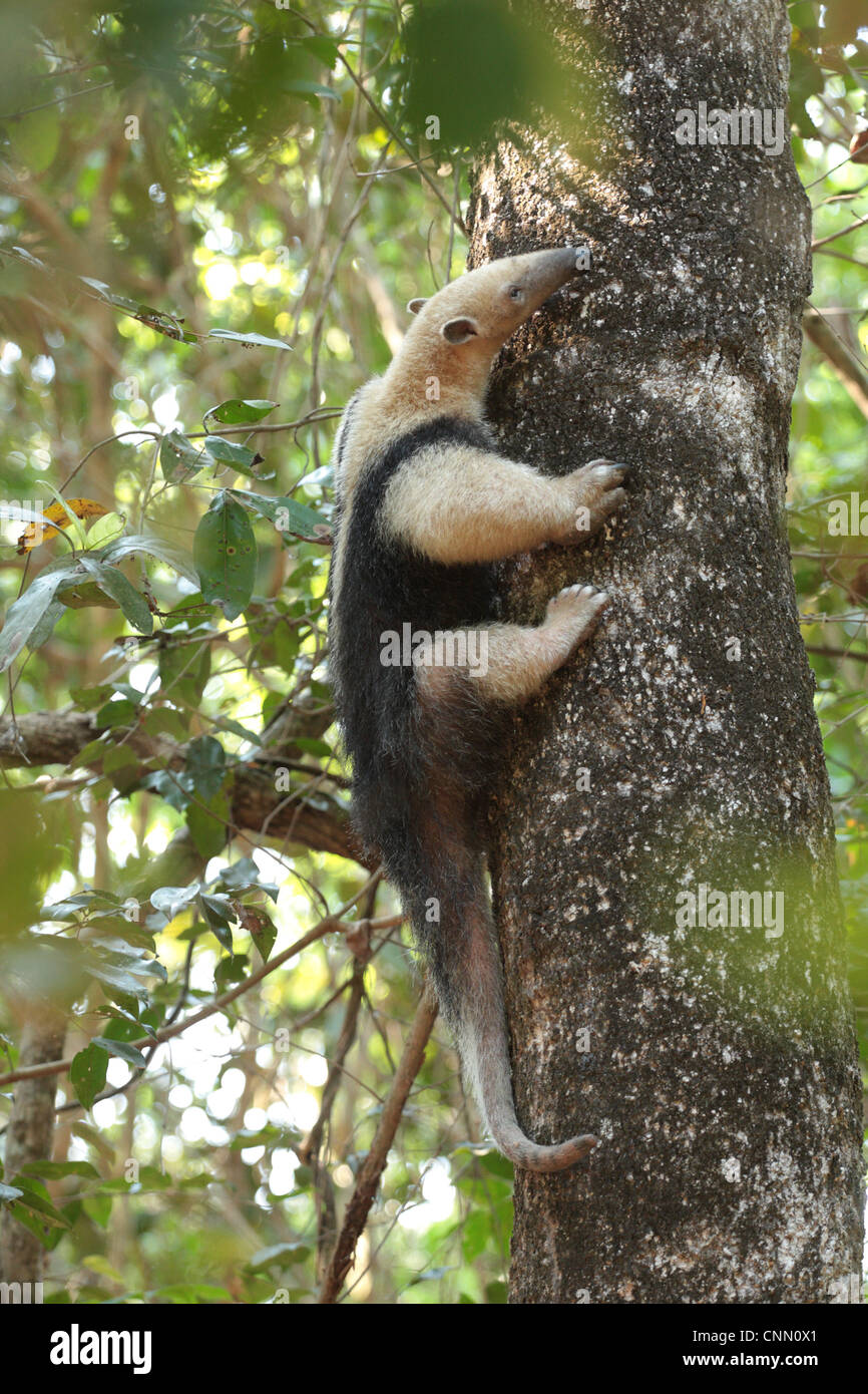 El oso melero (Tamandua tetradactyla) adulto, la escalada del tronco de un árbol, Pouso Alegre, Mato Grosso, Brasil, septiembre Foto de stock