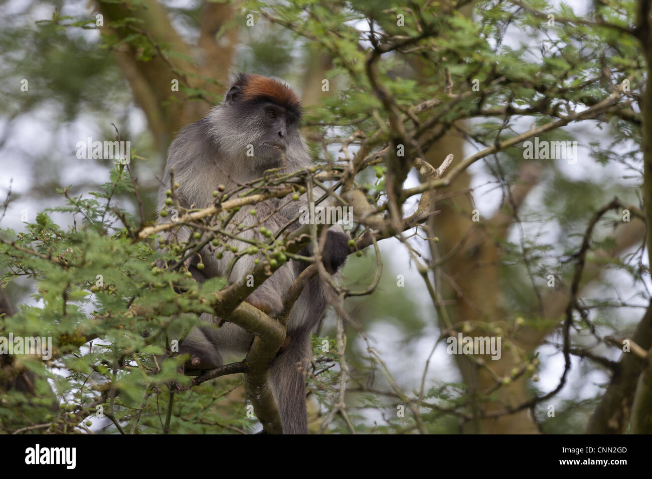 Colobo Rojo Centroafricano (Piliocolobus foai oustaleti) adulto, sentado en el árbol frutal, santuario de pantano Bigodi, Uganda Foto de stock