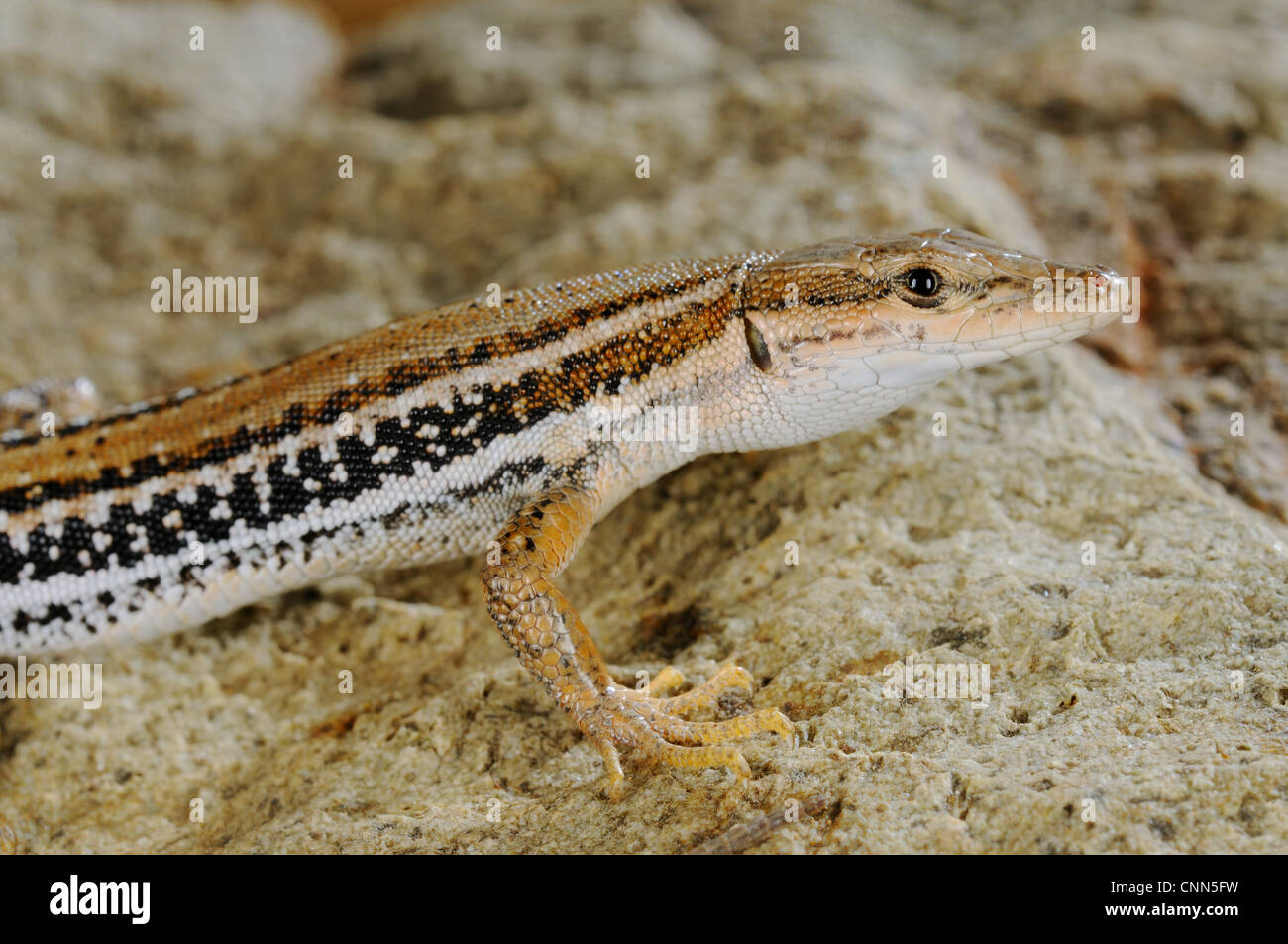 Socotran Lagartija Mesalina Kuri Adulto Cabeza De Cerca La Pata Delantera Abd El Archipielago De Socotra Isla Kuri Yemen Abril Fotografia De Stock Alamy