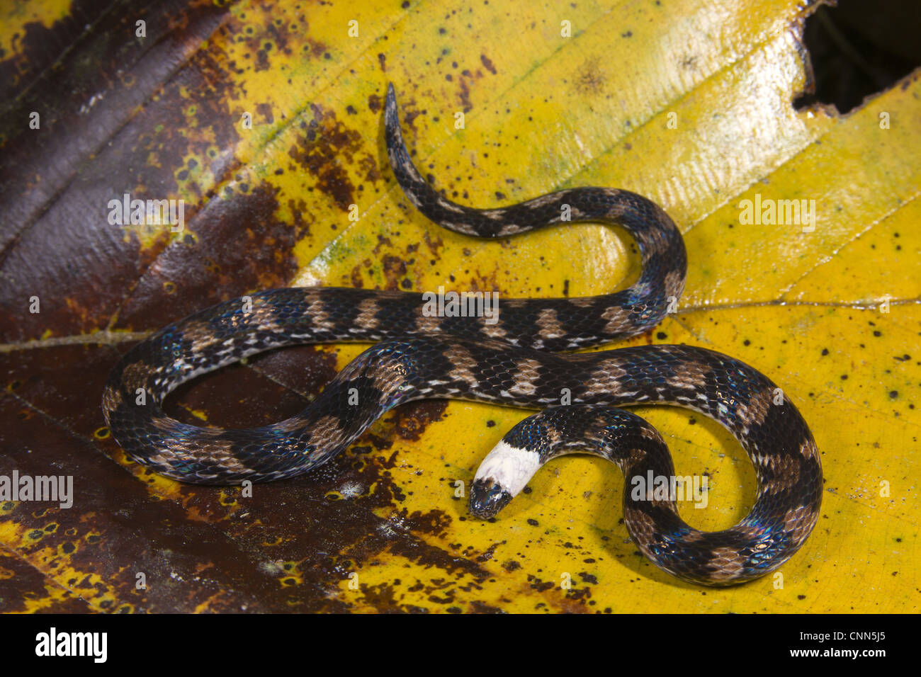 Tierra (Serpiente Atractus sp.) para adultos, sobre la hojarasca, Los Amigos de la estación biológica, Madre de Dios, Amazonia, Perú Foto de stock