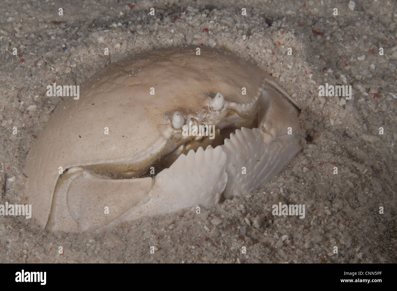 Calappa calappa Box (cangrejo) adulto, enterrados en la arena, Isla de Mabul, Sabah, Borneo, Malasia Foto de stock