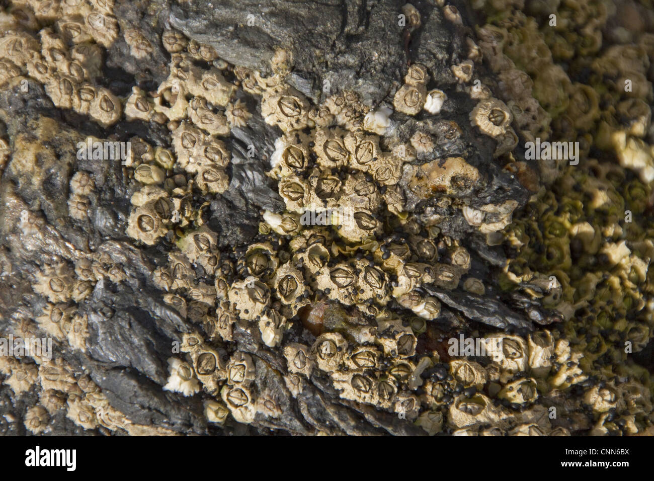 Semibalanus balanoides común boreogadus generalizada de especies árticas acorn percebe rocas comunes otros sustratos zona intermareal Foto de stock