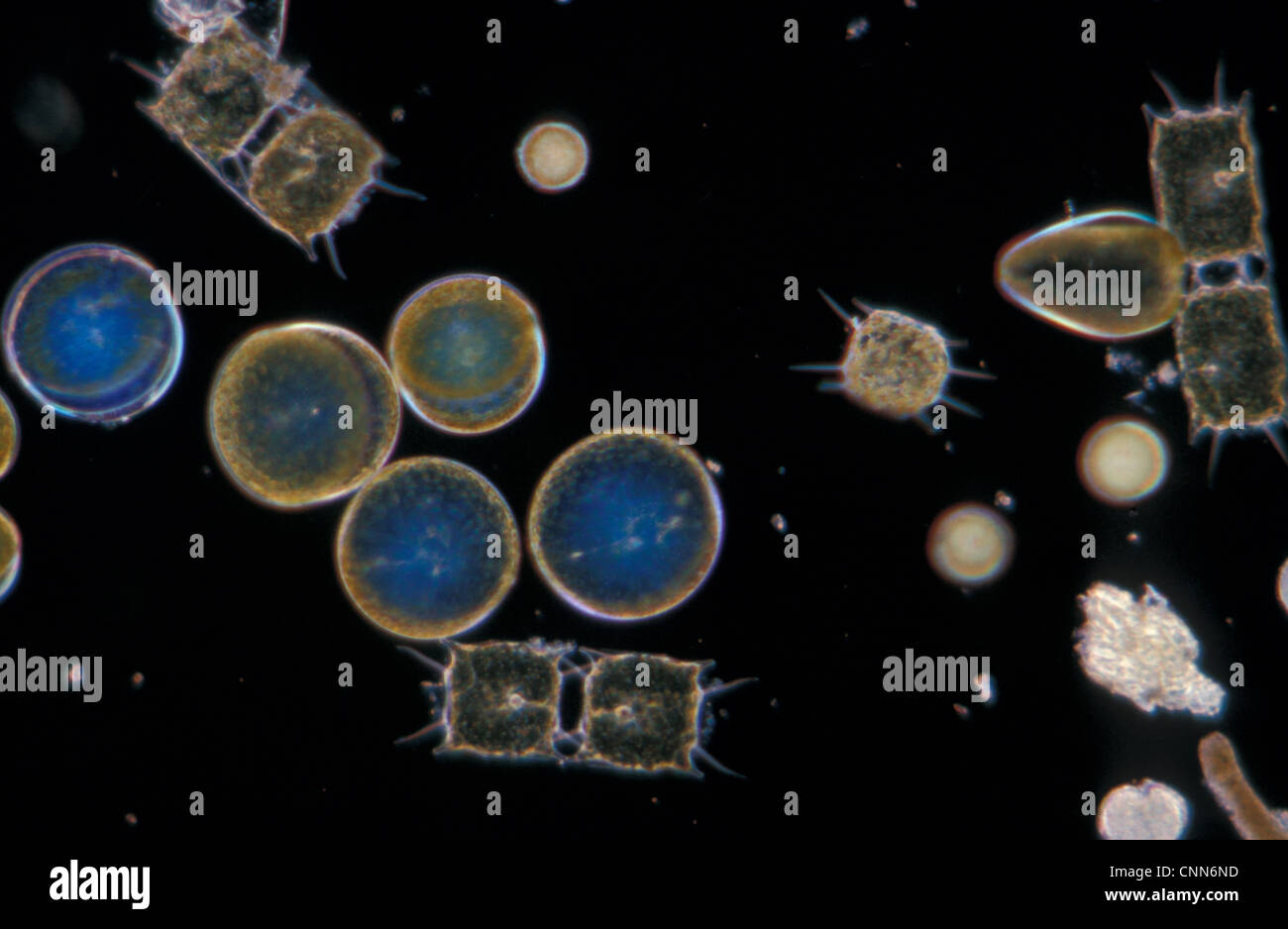 El plancton, fitoplancton / Invierno / x30 / coscinodiscus grani /Biddulphia regia Foto de stock