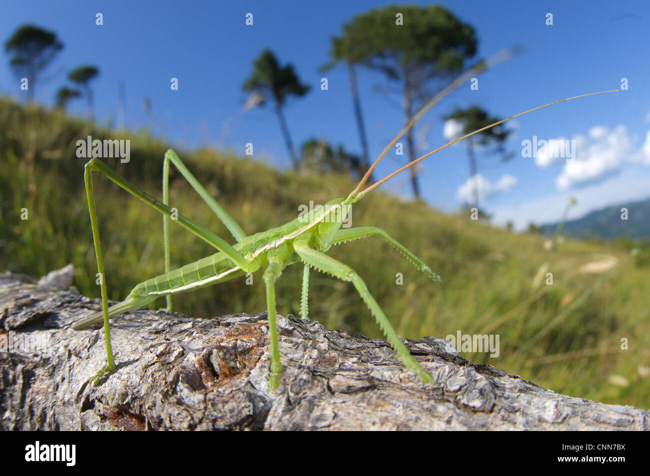 Bush depredador-cricket (Saga pedo) subadulto, en rama en hábitat, Italia Foto de stock