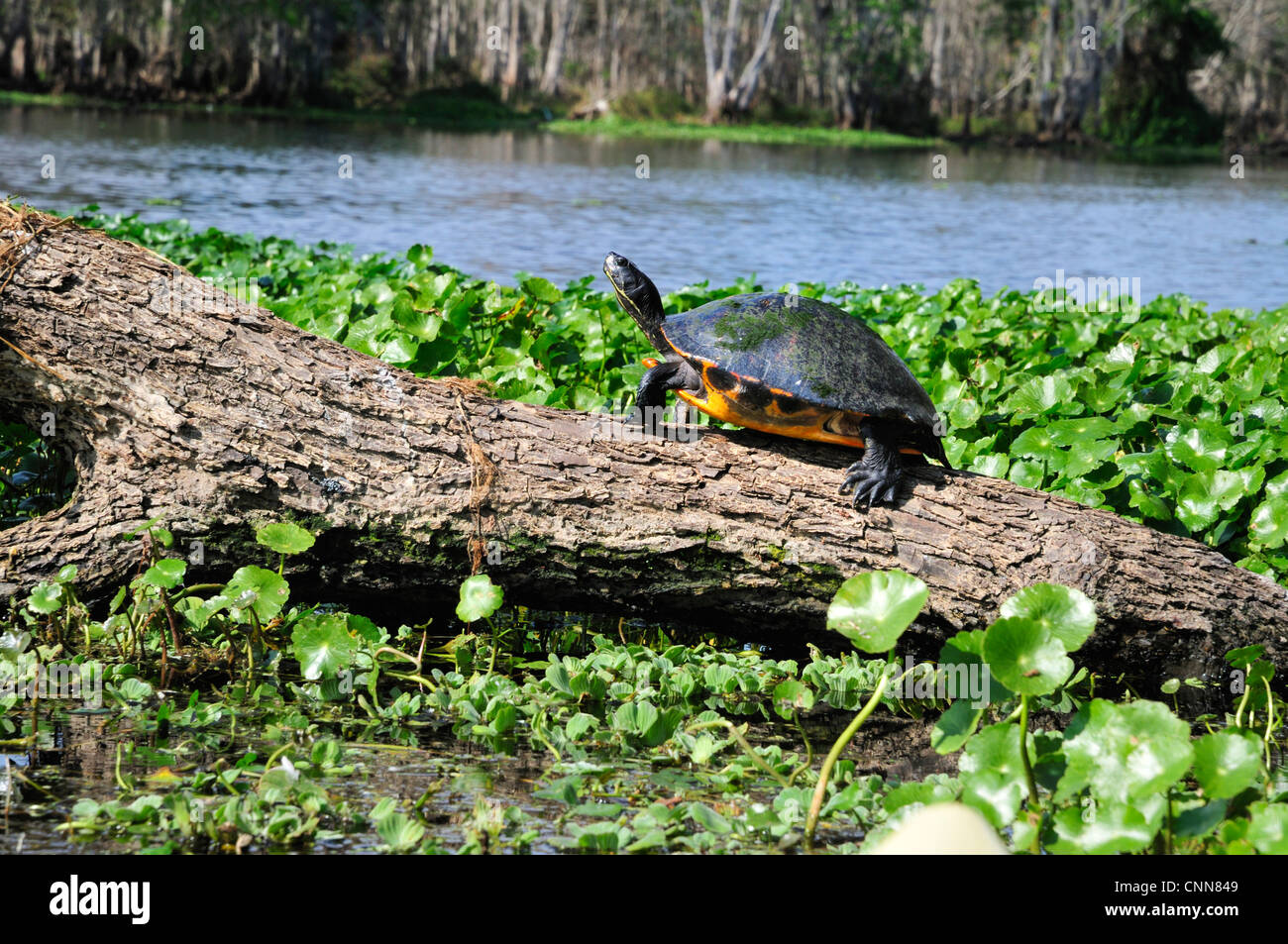 La tortuga de Florida asoleándose en un registro en el río Hontoon muerto Foto de stock