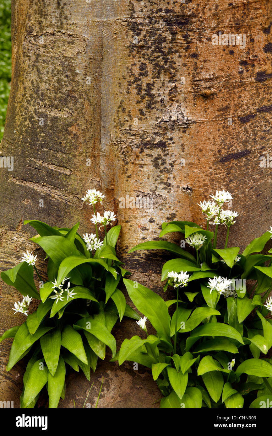 El ajo silvestre (Allium ursinum Ramsons) creciendo en un bosque de hayas. Foto de stock