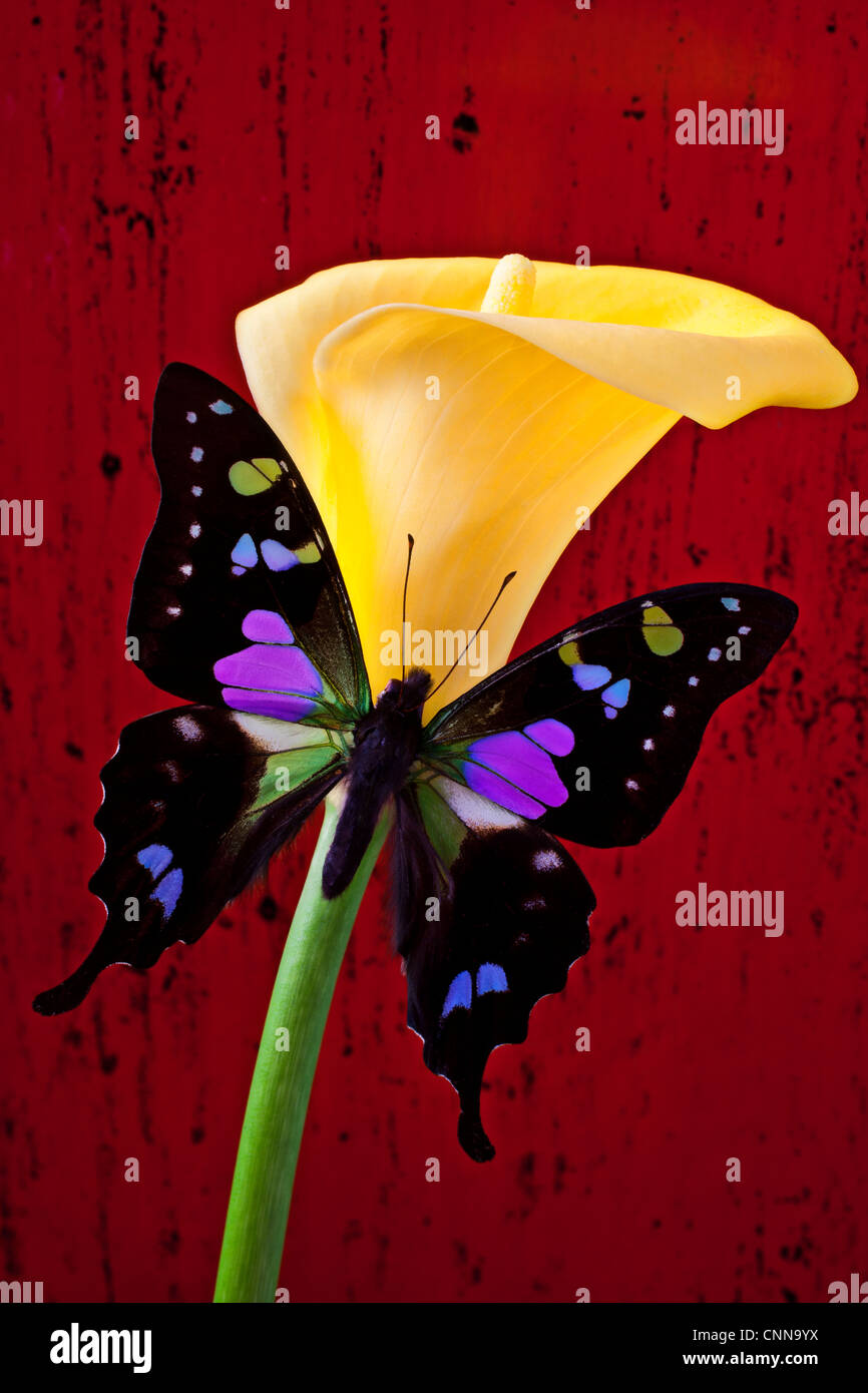 Calla Lily mariposa negra y violeta Fotografía de stock - Alamy