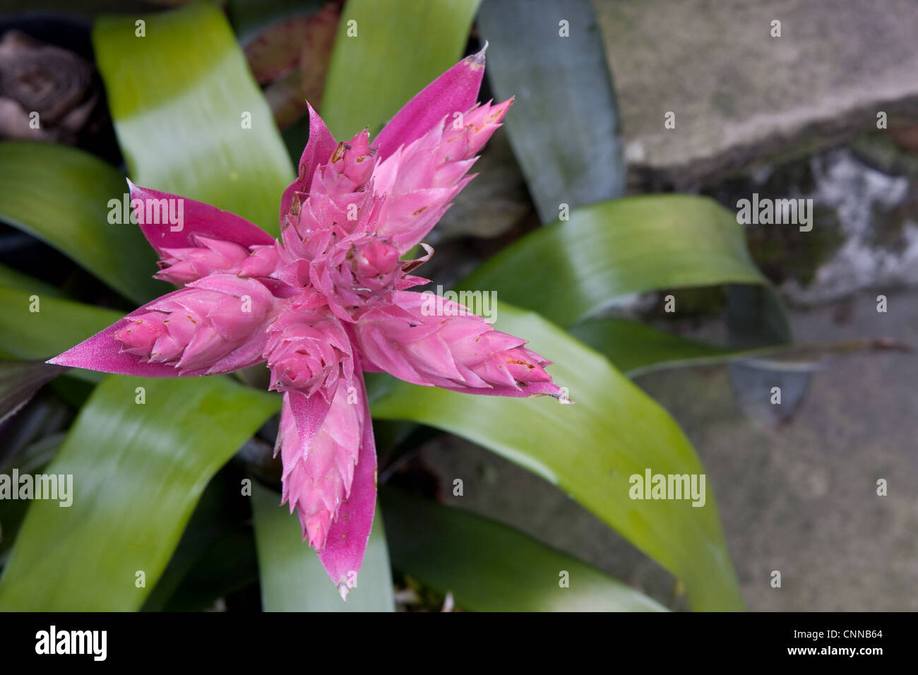 Aechmea bromelia flor rosa Híbrida Fotografía de stock - Alamy