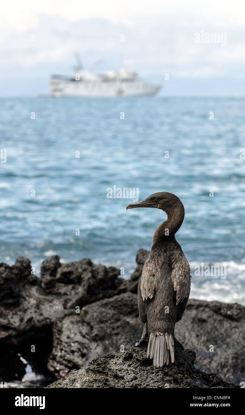 No voladora Cormoran Islas Galápagos Ecuador Foto de stock