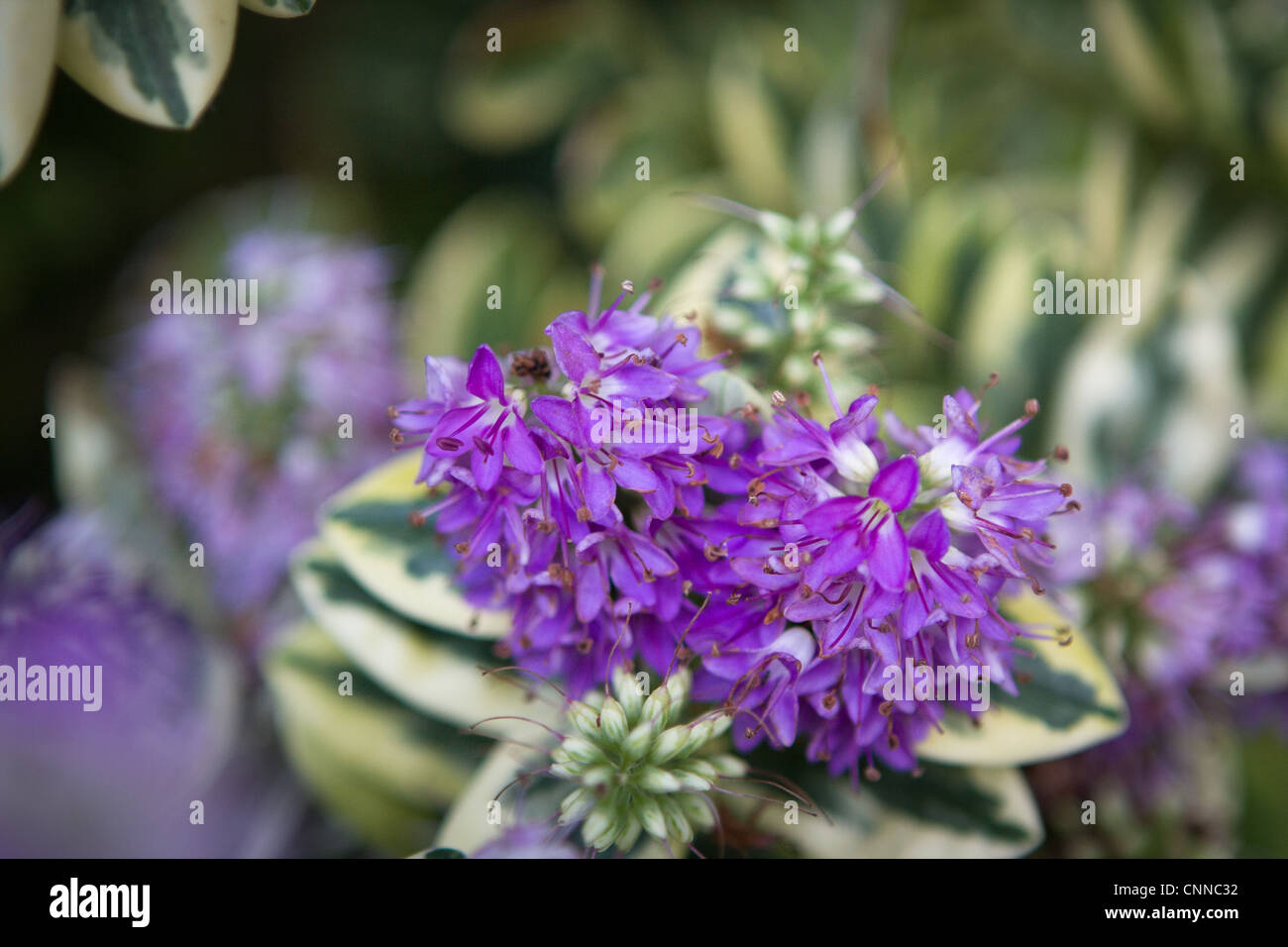 Hebe 'Franciscana Variegata' Foto de stock