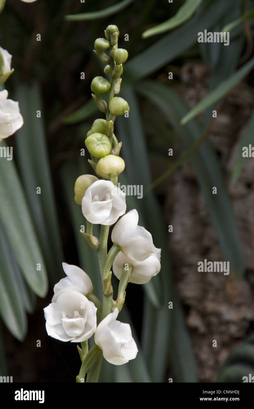 Peristeria orchid fotografías e imágenes de alta resolución - Alamy